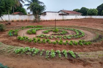 A horta em mandala produzida pela EMEFEI Prof Armando Lopes Moreno, já apresenta os primeiros resultados após 1 mês de plantio.